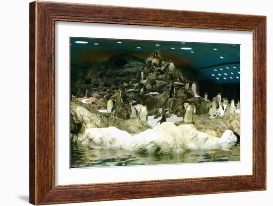 Penguins, Loro Parque, Tenerife, Canary Islands, 2007-Peter Thompson-Framed Photographic Print