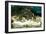 Penguins, Loro Parque, Tenerife, Canary Islands, 2007-Peter Thompson-Framed Photographic Print