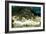 Penguins, Loro Parque, Tenerife, Canary Islands, 2007-Peter Thompson-Framed Photographic Print