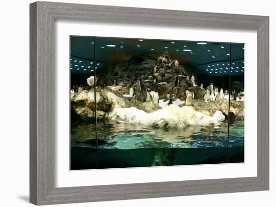 Penguins, Loro Parque, Tenerife, Canary Islands, 2007-Peter Thompson-Framed Photographic Print