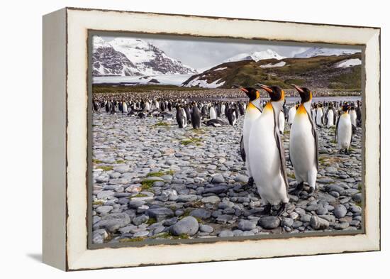 Penguins of Salisbury Plain-Karen Lunney-Framed Premier Image Canvas