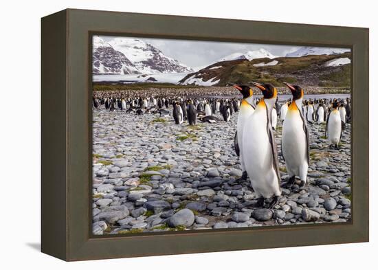 Penguins of Salisbury Plain-Karen Lunney-Framed Premier Image Canvas