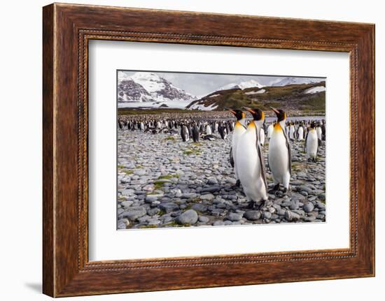 Penguins of Salisbury Plain-Karen Lunney-Framed Photographic Print