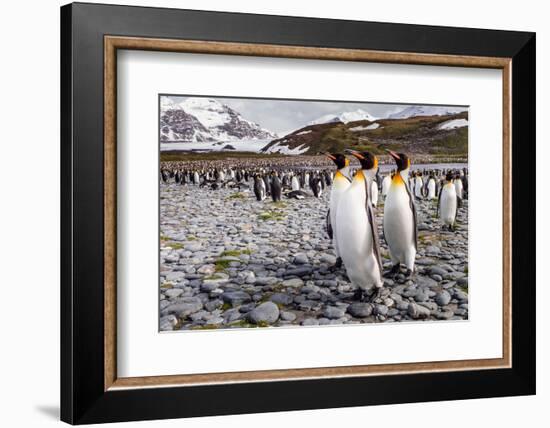 Penguins of Salisbury Plain-Karen Lunney-Framed Photographic Print