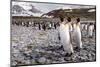 Penguins of Salisbury Plain-Karen Lunney-Mounted Photographic Print