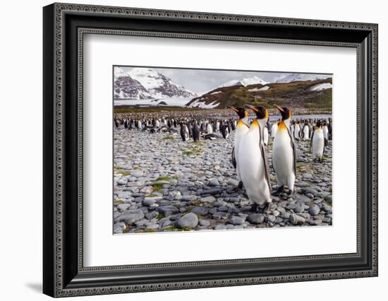 Penguins of Salisbury Plain-Karen Lunney-Framed Photographic Print