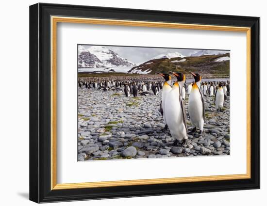 Penguins of Salisbury Plain-Karen Lunney-Framed Photographic Print