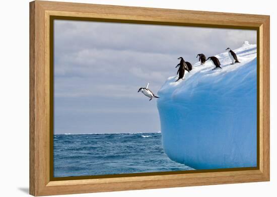 Penguins Off the Edge-Howard Ruby-Framed Premier Image Canvas