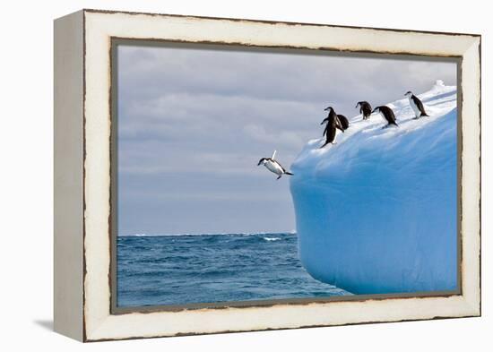 Penguins Off the Edge-Howard Ruby-Framed Premier Image Canvas