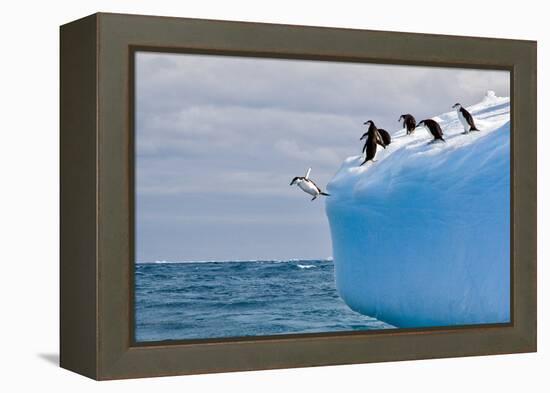 Penguins Off the Edge-Howard Ruby-Framed Premier Image Canvas