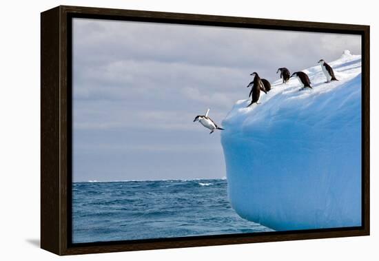 Penguins Off the Edge-Howard Ruby-Framed Premier Image Canvas