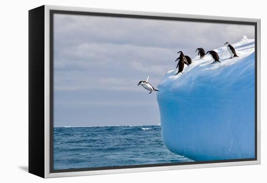 Penguins Off the Edge-Howard Ruby-Framed Premier Image Canvas