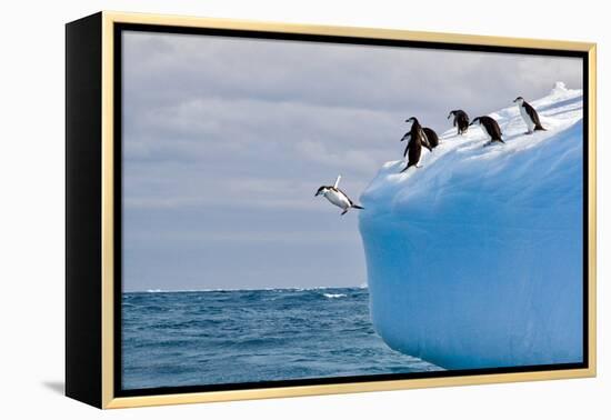 Penguins Off the Edge-Howard Ruby-Framed Premier Image Canvas