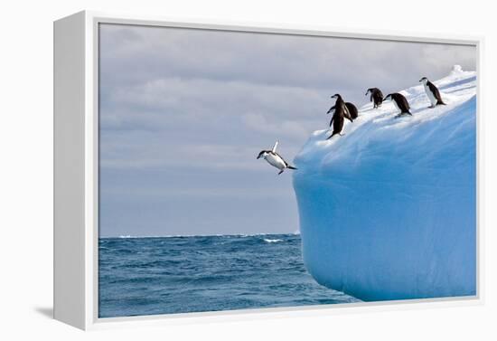 Penguins Off the Edge-Howard Ruby-Framed Premier Image Canvas