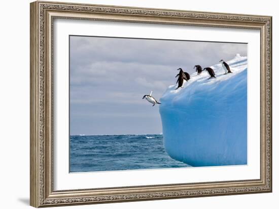 Penguins Off the Edge-Howard Ruby-Framed Photographic Print