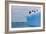 Penguins Off the Edge-Howard Ruby-Framed Photographic Print