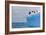 Penguins Off the Edge-Howard Ruby-Framed Photographic Print