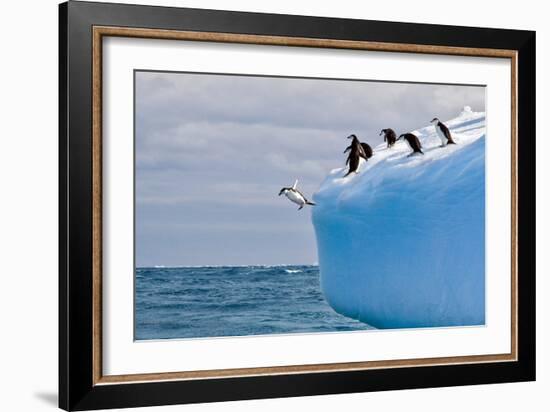 Penguins Off the Edge-Howard Ruby-Framed Photographic Print