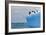 Penguins Off the Edge-Howard Ruby-Framed Photographic Print