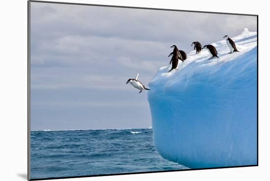 Penguins Off the Edge-Howard Ruby-Mounted Photographic Print