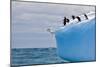 Penguins Off the Edge-Howard Ruby-Mounted Photographic Print