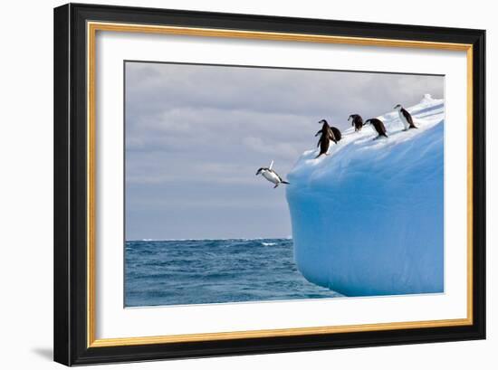 Penguins Off the Edge-Howard Ruby-Framed Photographic Print