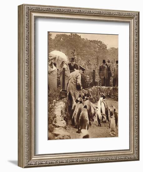 Penguins on parade for the King, 1934 (1935)-Unknown-Framed Photographic Print