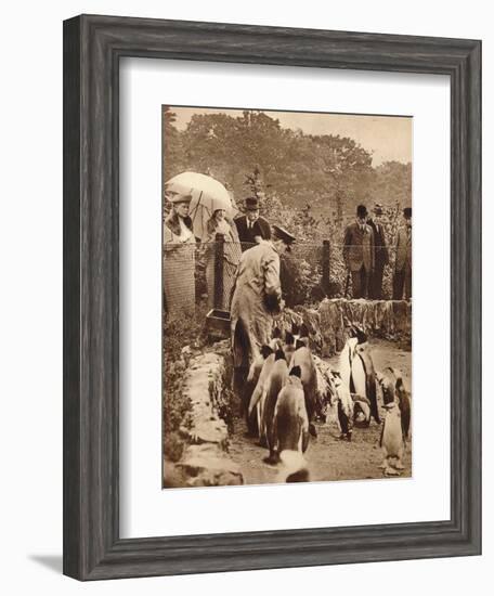 Penguins on parade for the King, 1934 (1935)-Unknown-Framed Photographic Print