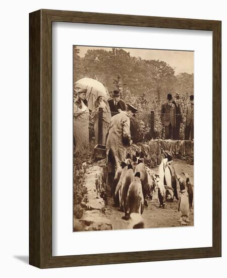 Penguins on parade for the King, 1934 (1935)-Unknown-Framed Photographic Print