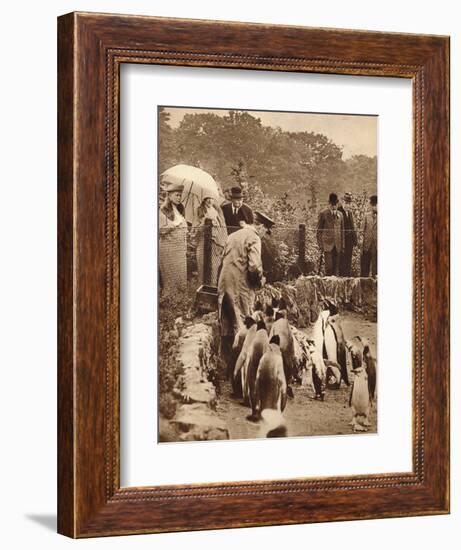 Penguins on parade for the King, 1934 (1935)-Unknown-Framed Photographic Print