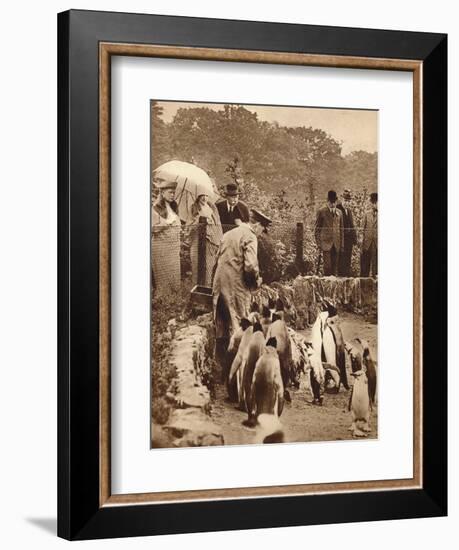 Penguins on parade for the King, 1934 (1935)-Unknown-Framed Photographic Print