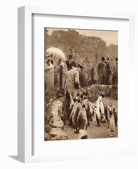 Penguins on parade for the King, 1934 (1935)-Unknown-Framed Photographic Print