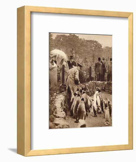 Penguins on parade for the King, 1934 (1935)-Unknown-Framed Photographic Print