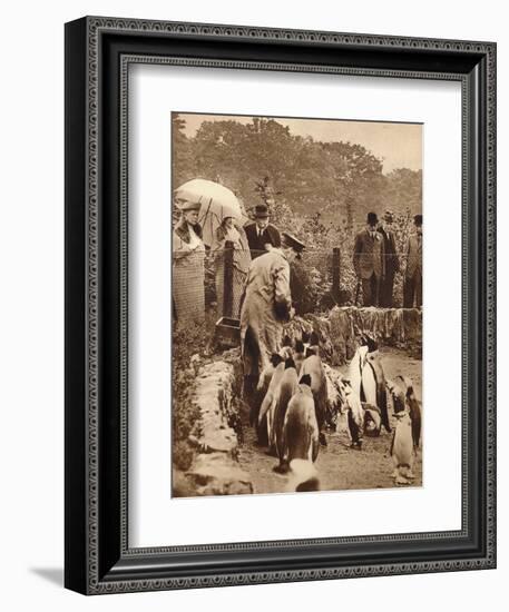 Penguins on parade for the King, 1934 (1935)-Unknown-Framed Photographic Print