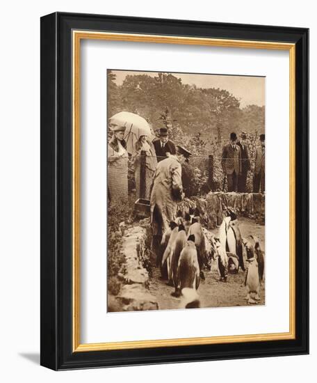 Penguins on parade for the King, 1934 (1935)-Unknown-Framed Photographic Print