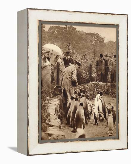 Penguins on parade for the King, 1934 (1935)-Unknown-Framed Premier Image Canvas