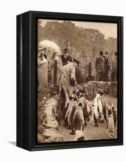 Penguins on parade for the King, 1934 (1935)-Unknown-Framed Premier Image Canvas