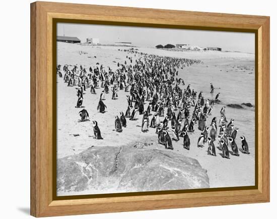 Penguins on the Beach at Dassen Island off the Coast of South Africa, 1935-null-Framed Premier Image Canvas