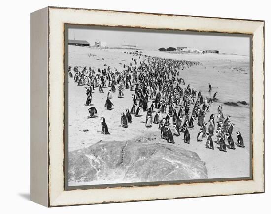 Penguins on the Beach at Dassen Island off the Coast of South Africa, 1935-null-Framed Premier Image Canvas