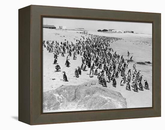 Penguins on the Beach at Dassen Island off the Coast of South Africa, 1935-null-Framed Premier Image Canvas