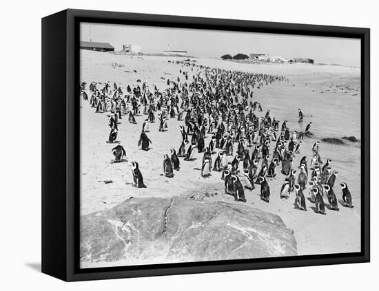 Penguins on the Beach at Dassen Island off the Coast of South Africa, 1935-null-Framed Premier Image Canvas