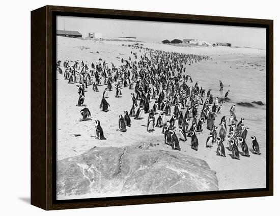 Penguins on the Beach at Dassen Island off the Coast of South Africa, 1935-null-Framed Premier Image Canvas