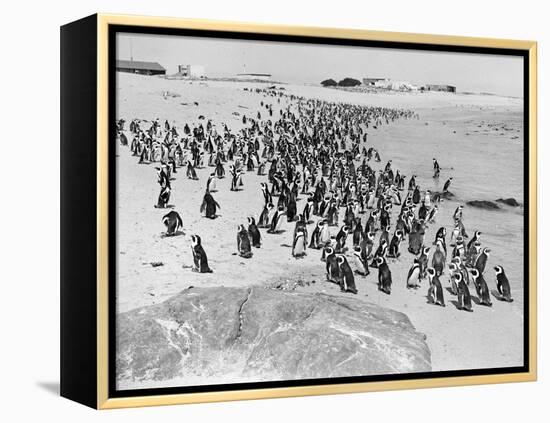 Penguins on the Beach at Dassen Island off the Coast of South Africa, 1935-null-Framed Premier Image Canvas