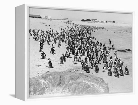 Penguins on the Beach at Dassen Island off the Coast of South Africa, 1935-null-Framed Premier Image Canvas