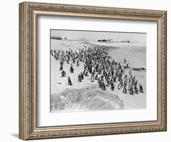 Penguins on the Beach at Dassen Island off the Coast of South Africa, 1935-null-Framed Photographic Print