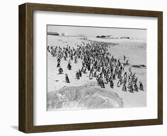 Penguins on the Beach at Dassen Island off the Coast of South Africa, 1935-null-Framed Photographic Print