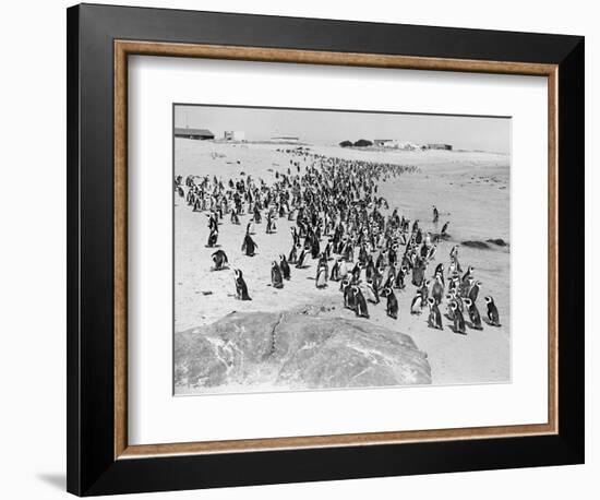 Penguins on the Beach at Dassen Island off the Coast of South Africa, 1935-null-Framed Photographic Print