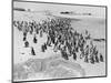 Penguins on the Beach at Dassen Island off the Coast of South Africa, 1935-null-Mounted Photographic Print