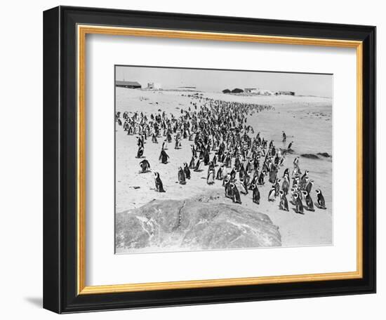 Penguins on the Beach at Dassen Island off the Coast of South Africa, 1935-null-Framed Photographic Print