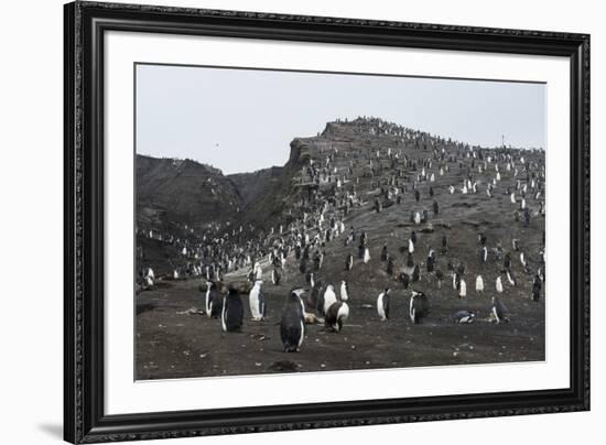 Penguins, Saunders Island, South Sandwich Islands, Antarctica, Polar Regions-Michael Runkel-Framed Photographic Print